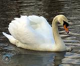 Mute Swan 9R005D-061